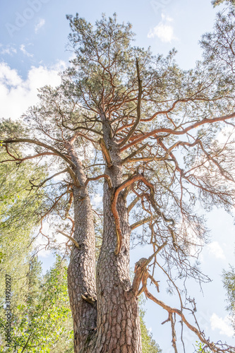 Krone einer alten Kiefer Pinus sylvestris