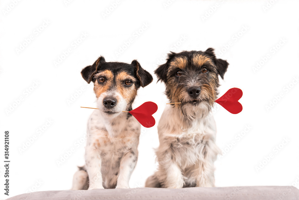 Romantic Dog - Two small cute Jack Russell Terrier dogs with a heart as a gift for Valentine in the mouth.. Picture isolated on white.