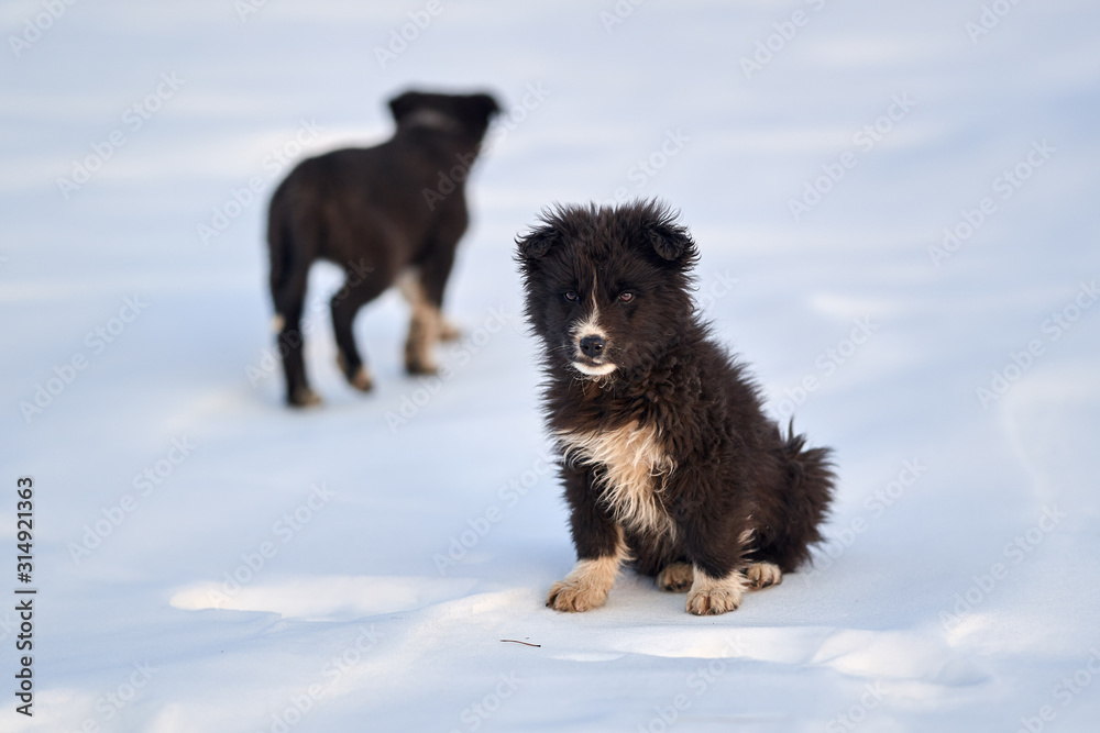 Naklejka premium Romanian shepherd dogs