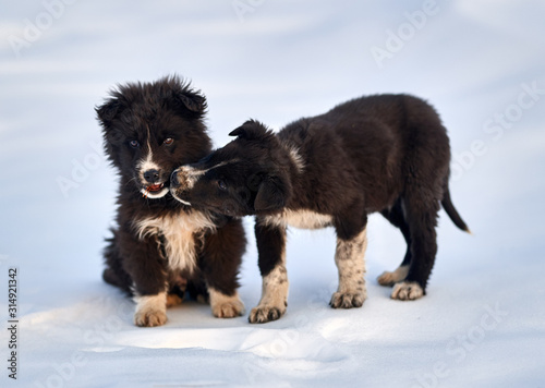 Romanian shepherd dogs