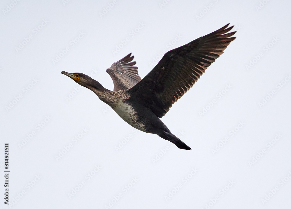 Obraz premium Great Cormorant in flight