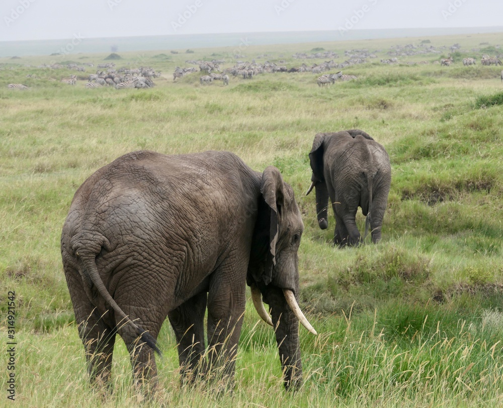 Fototapeta premium Two elephants walking in savannah, serengeti, tanzania, africa