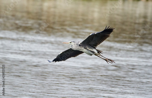 Grey heron in flight © Xalanx