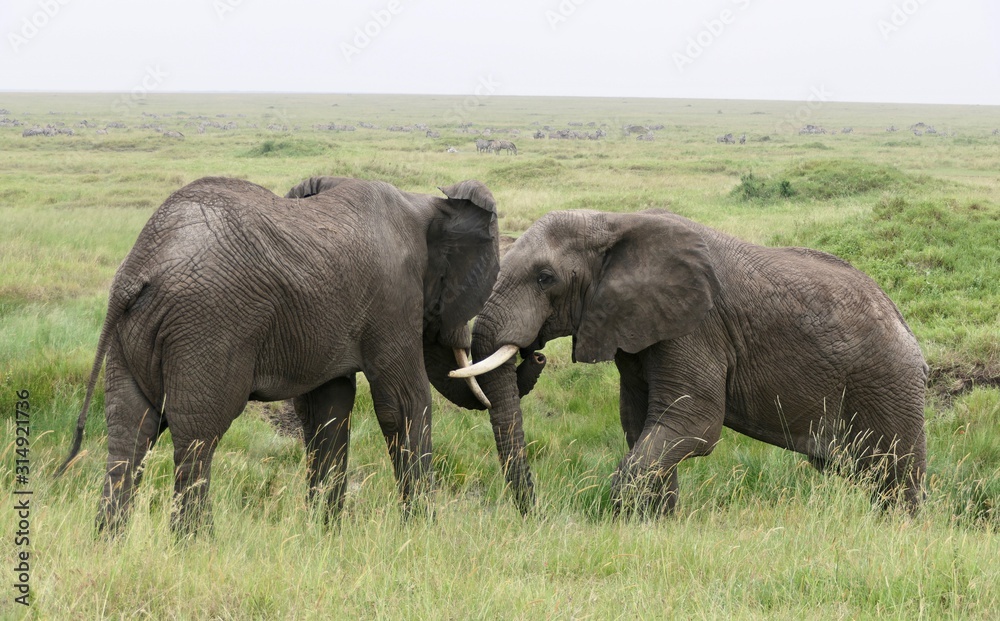 Fototapeta premium Two elephant bulls playing in savannah, serengeti, tanzania, africa