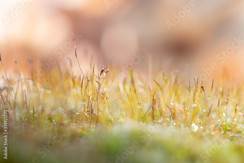 Landscape formed by sporangia © gitanna