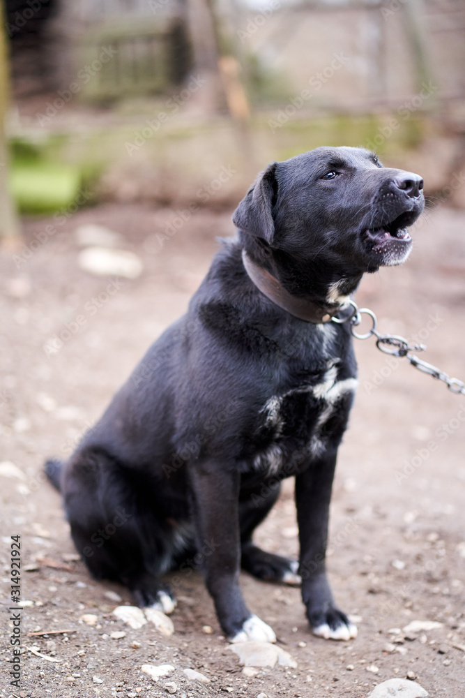 Big black guard dog Big black guard dog