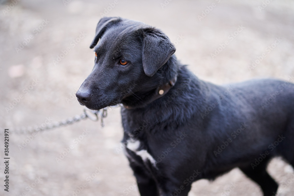 Big black guard dog