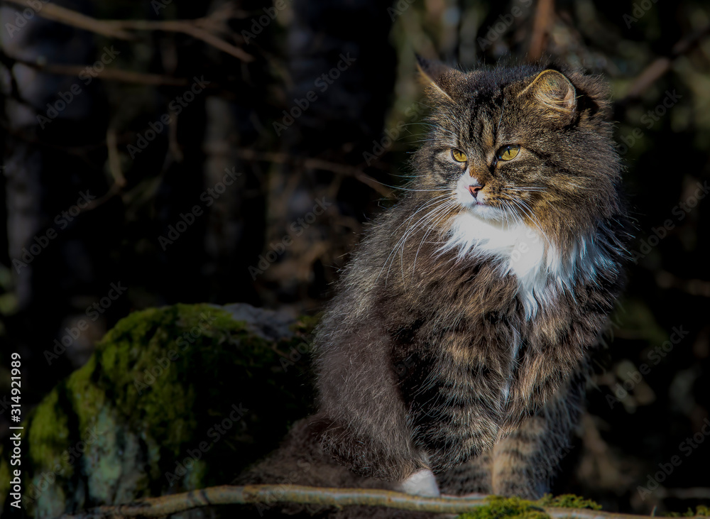 Pretty Norwegian forest cat in a natural environment Pretty Norwegian forest cat in a natural environment