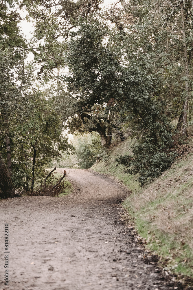 Fototapeta premium road that leads to mystery 