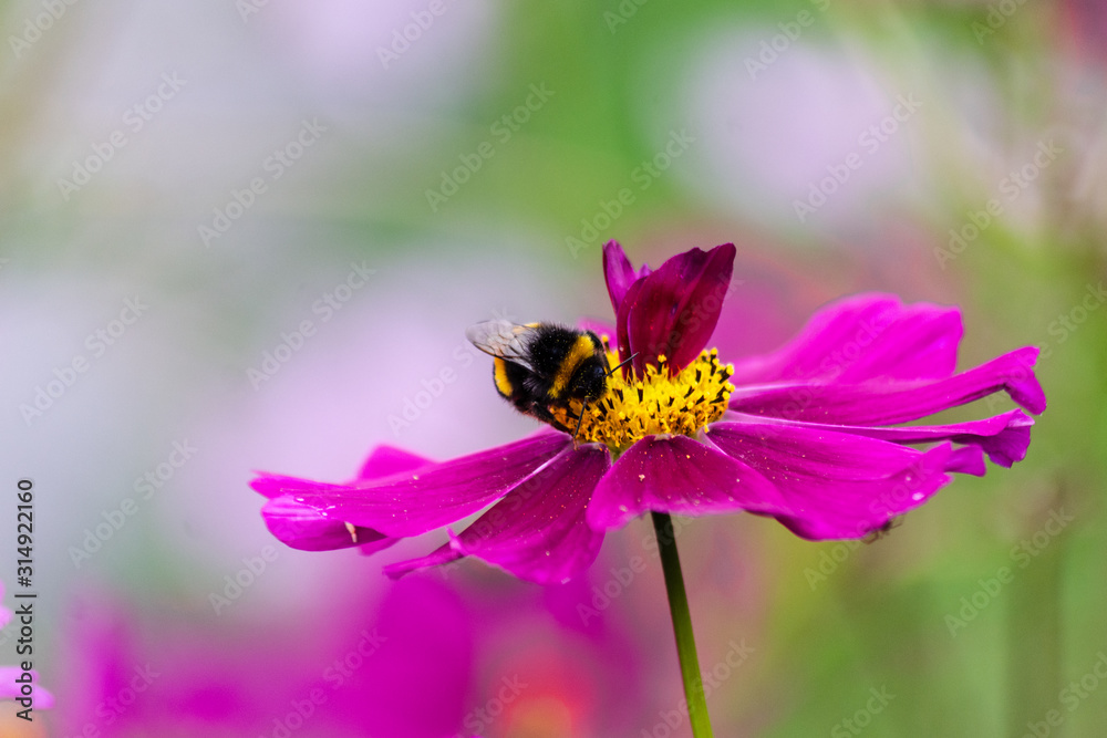 A buff tailed bumble bee Bombus terrestris feeding from a cosmos bipinnatus flower with petals growing in its centre due to genetic mutation A buff tailed bumble bee Bombus terrestris feeding from a cosmos bipinnatus flower with petals growing in its centre due to genetic mutation