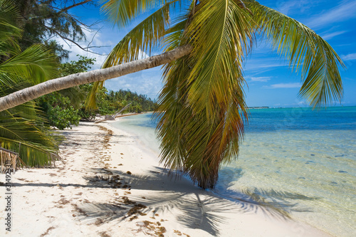 Inclined palm tree on wild ...