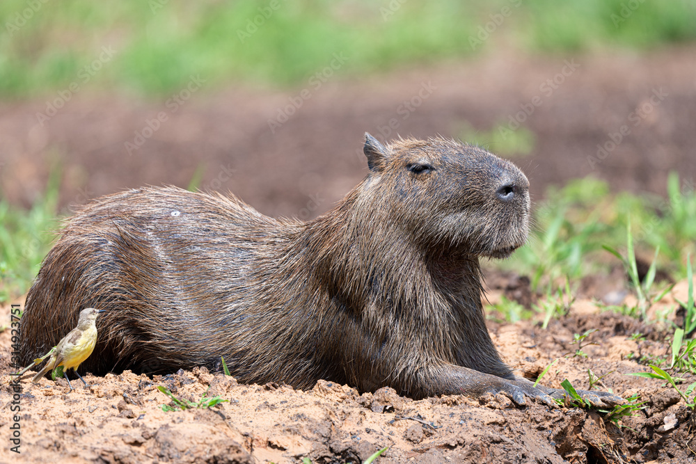 Cute Capybara resting near a curious bird Cute Capybara resting near a curious bird