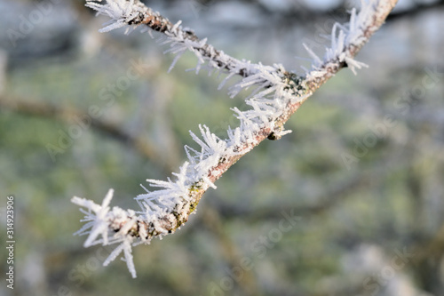frost on branch © Melissa