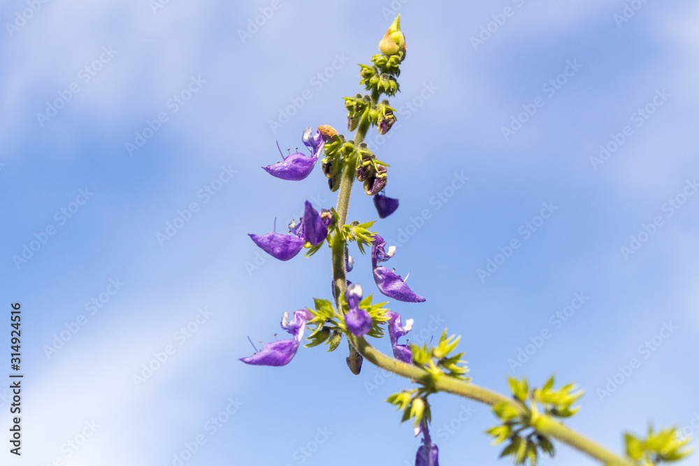 flores do verão flores do verão