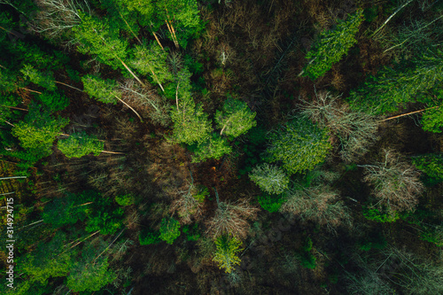Fototapeta Naklejka Na Ścianę i Meble -  Green pine forest form above, Latvian woods captured with drone camera..