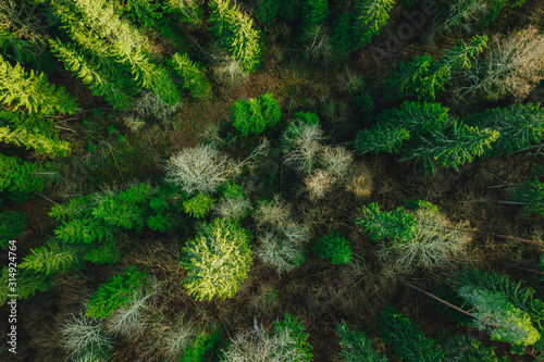 Green pine forest form above, Latvian woods captured with drone camera..