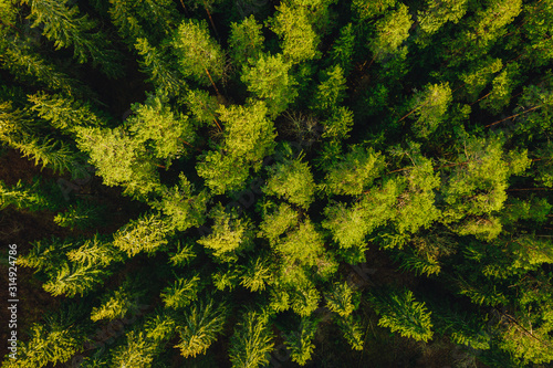 Green pine forest form above, Latvian woods captured with drone camera..