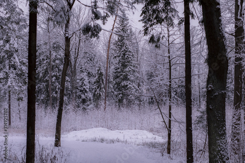 winter forest in the park