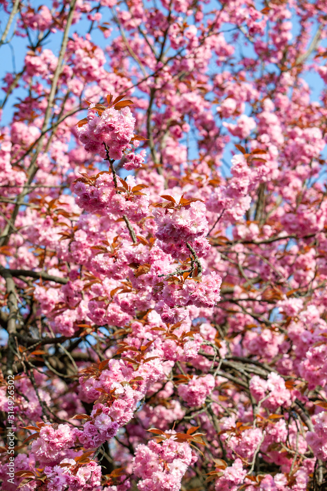 Branches of cherry blossoms. Beautiful Sakura in the garden Branches of cherry blossoms. Beautiful Sakura in the garden