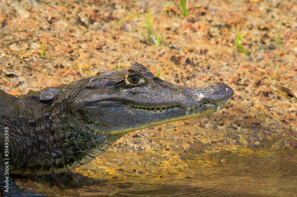Obraz premium Le Cano Negro