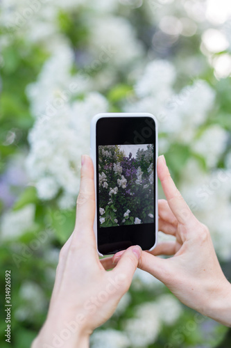 Photographing blossom with smartphone in hand