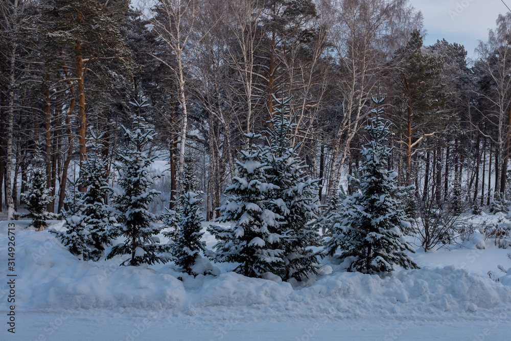 Winter in Siberia. Winter Scene.  Trees in the forest, covered with snow