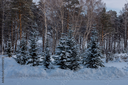 Winter in Siberia. Winter Scene. Trees in the forest, covered with snow