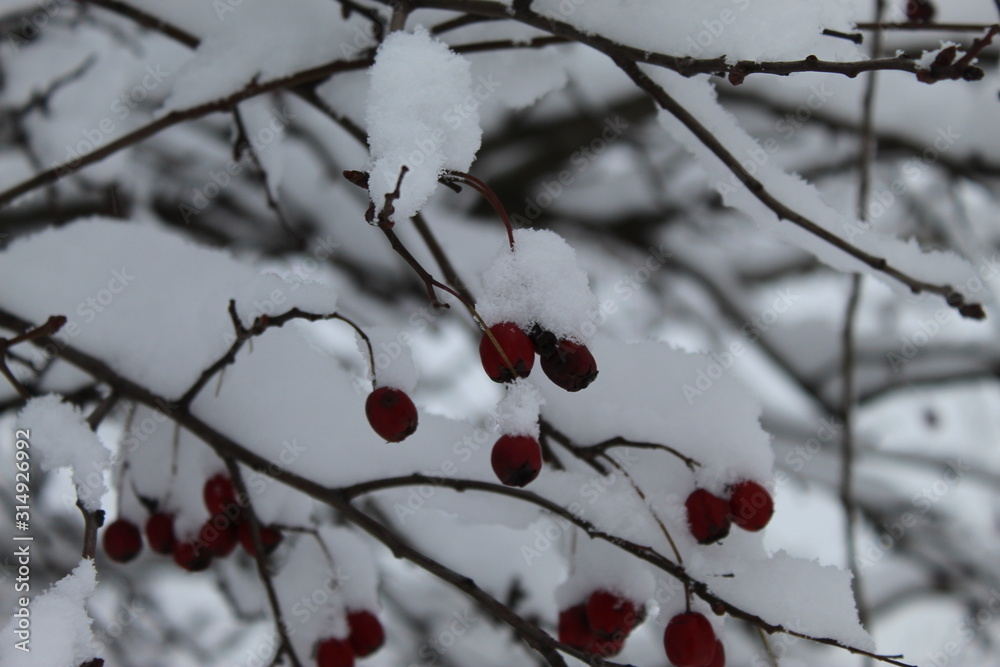 Rowan berries in winter.