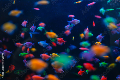 Colorful fish variety in aquarium, pet store © Nomad_Soul