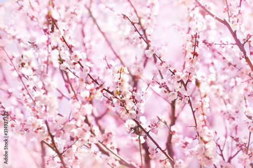 Spring blossom/springtime cherry bloom, bokeh flower background, pastel and soft floral card, toned 