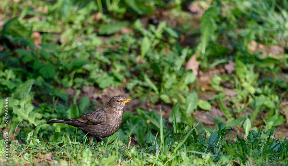 Bird on the grass Bird on the grass