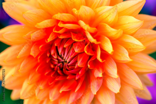 Dahlia Macro