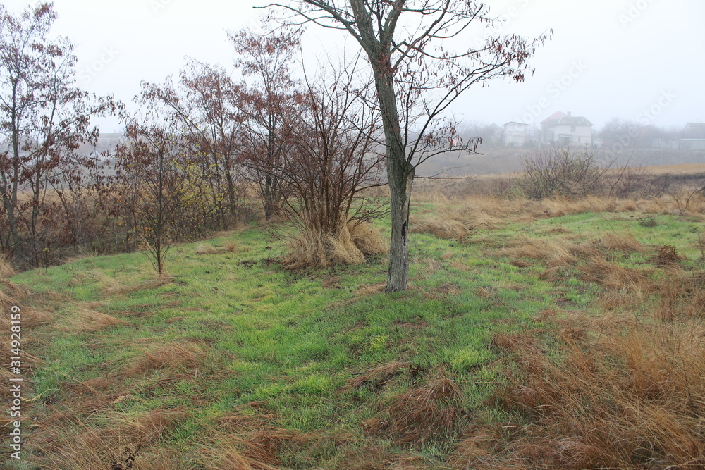 Thick grass, bushes and a lonely tree in the valley Thick grass, bushes and a lonely tree in the valley