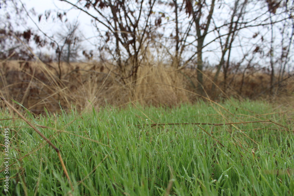 Obraz premium Thick grass and trees in the valley