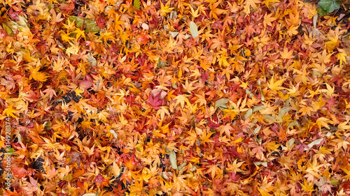 Texture of colorful autumn leaves