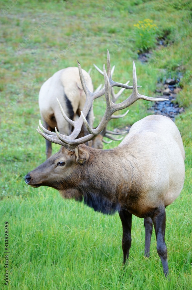 Fototapeta premium Wild Elk