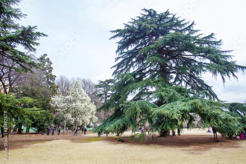 Shinchjuku - gyoen end of March - magnolia blossom \! photo