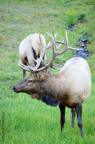 Wild Elk