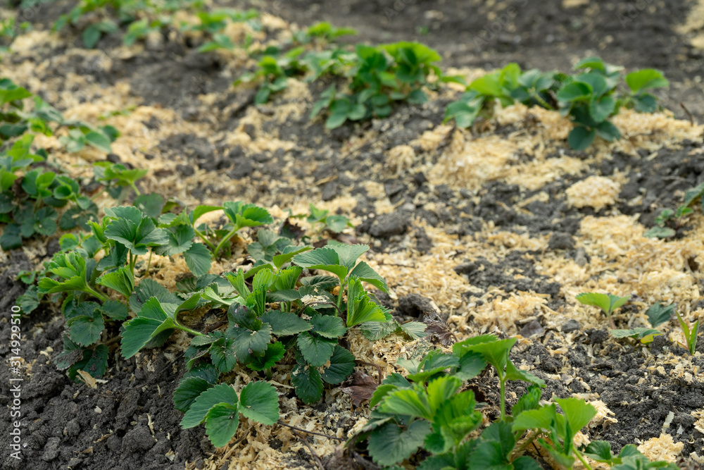 Bush of strawberry with mulch. Close-Up. Agriculture. Bush of strawberry with mulch. Close-Up. Agriculture.