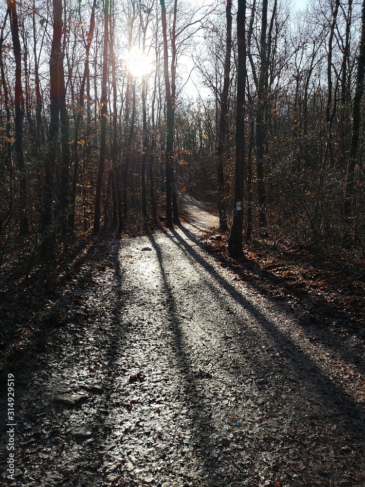 Light shows the footpath in the forest on the Hungarian blue trail