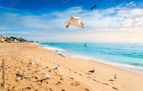 Seagulls flying over sandy beach in Albufeira resort village in Algarve  Portugal.