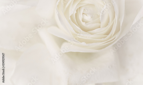 Soft focus  abstract floral background  white rose flower. Macro flowers backdrop for holiday brand design