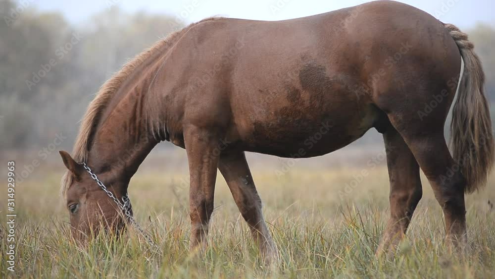 A brown horse grazes in a meadow in the fall in fog. A brown horse grazes in a meadow in the fall in fog.
