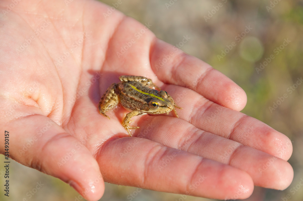 Jeune grenouille verte tenue dans la paume de la main.  Young green frog held in the palm of a hand.