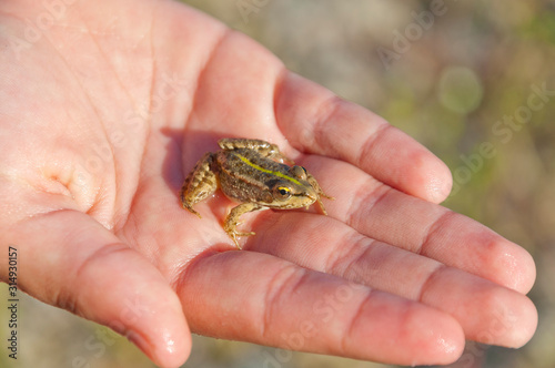 Jeune grenouille verte tenue dans la paume de la main.  Young green frog held in the palm of a hand.