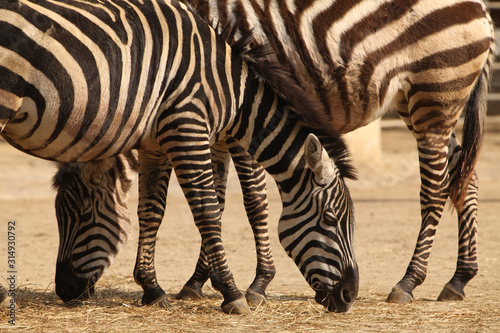 Two zebras in a zoo one in front of the other in symmetry