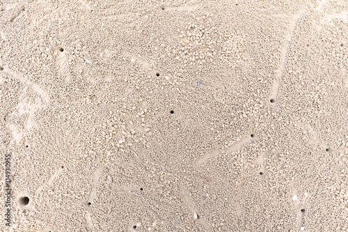 Crab's hole on the beach floor on wet sand