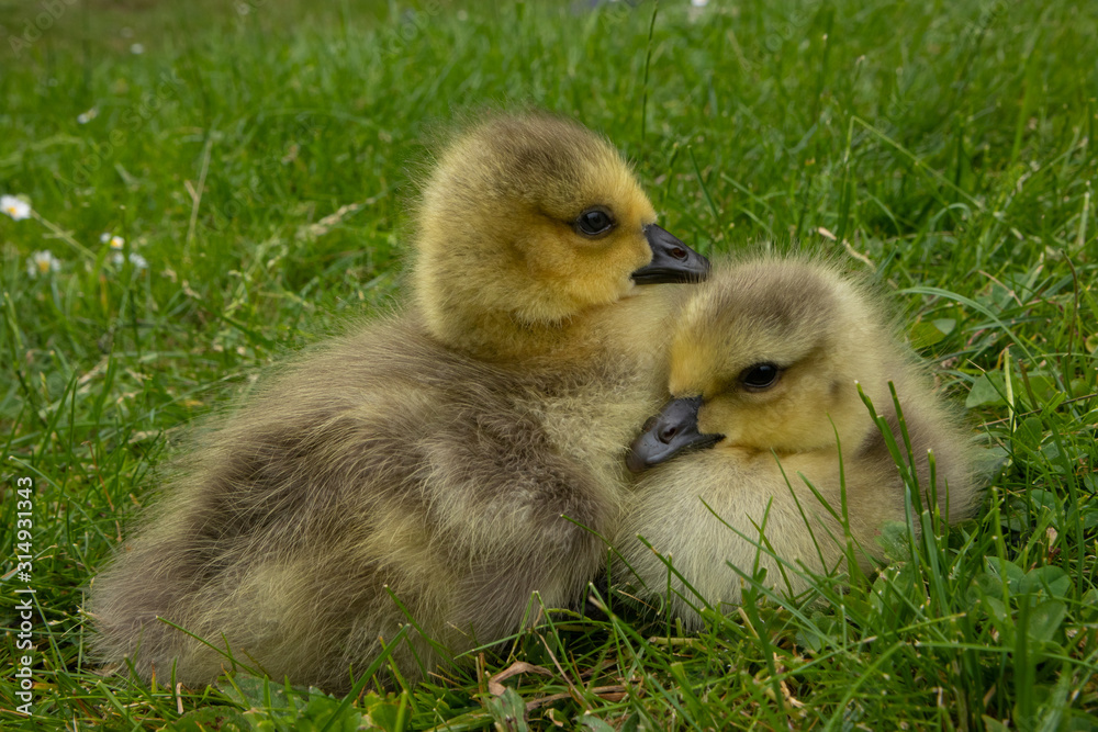 junge Gänse Küken aneinander gekuschelt junge Gänse Küken aneinander gekuschelt