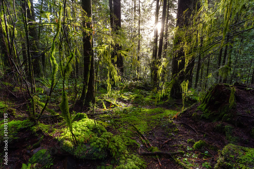 Beautiful Scenic View of the Green and Vibrant Rain Forest during a sunny day after rain fall in wintertime. Taken in Lynn Canyon Park, North Vancouver, British Columbia, Canada. © edb3_16