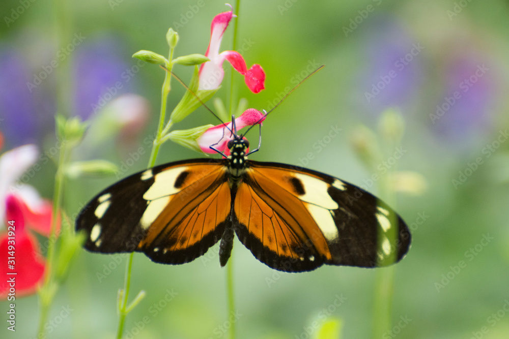 Naklejka premium Butterfly 2019-194 / Tiger Longwing (Heliconius Hecale)